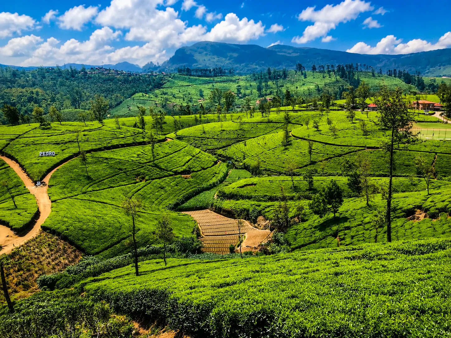 Pedro Tea Estate