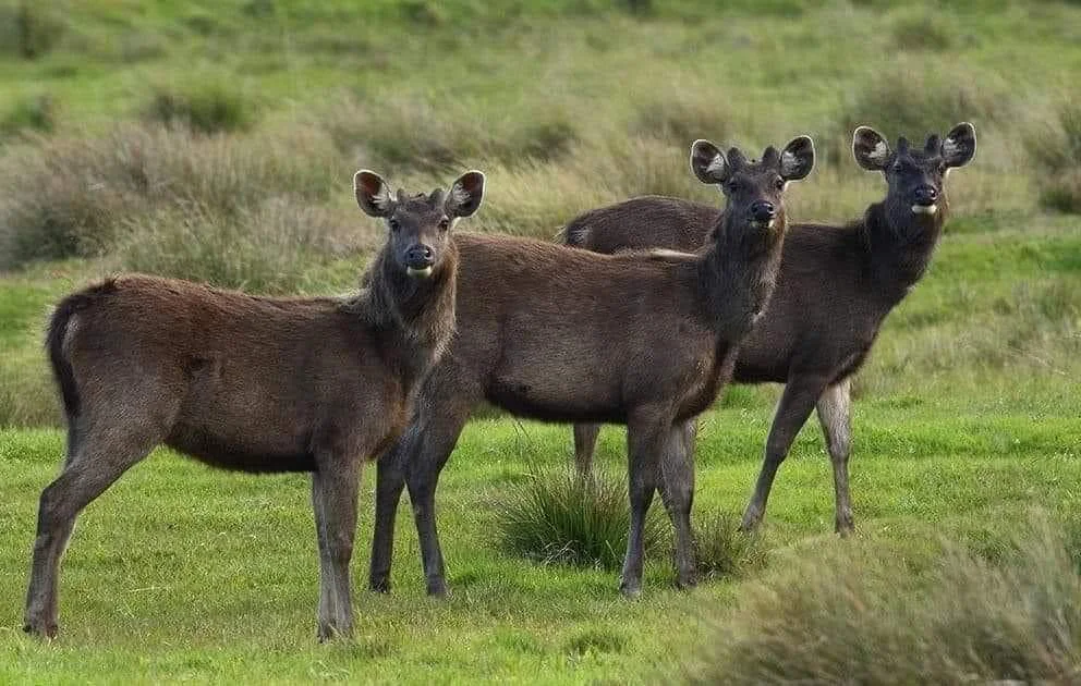 Near Animals